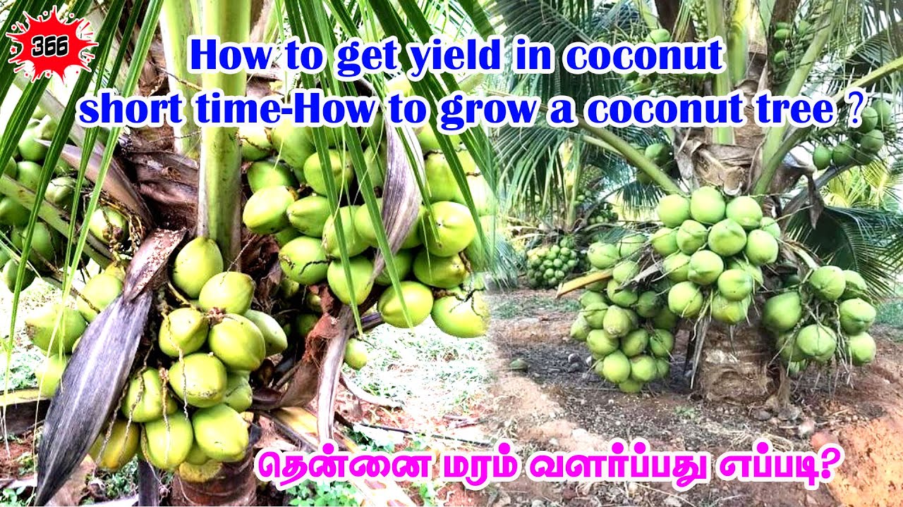 How to get yield in coconut  short time-How to grow a coconut tree ?