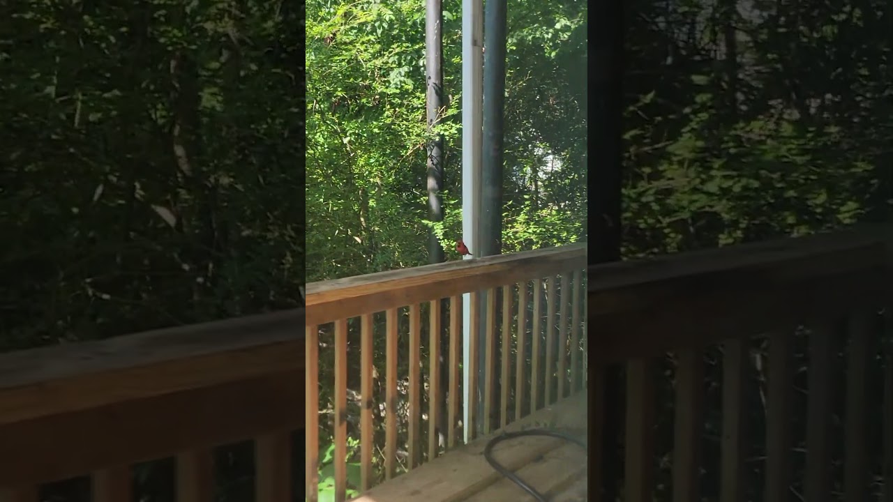Cybird 