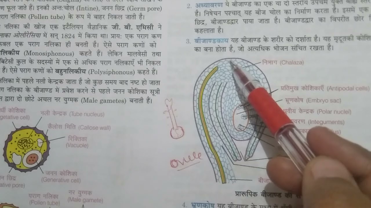 Ch -2  angiospermic ovule 