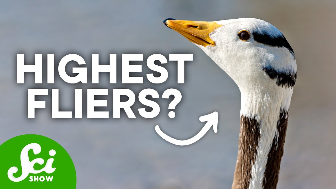 Extreme Survivors: Species That Live in Crazy Conditions