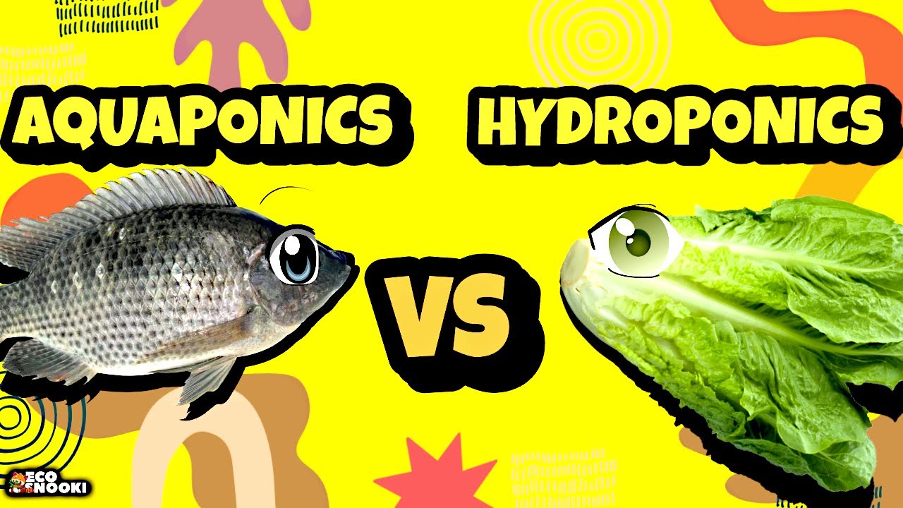 Hydroponic Vs Aquaponic Best Profitable & Will Make You Ultimate Rich