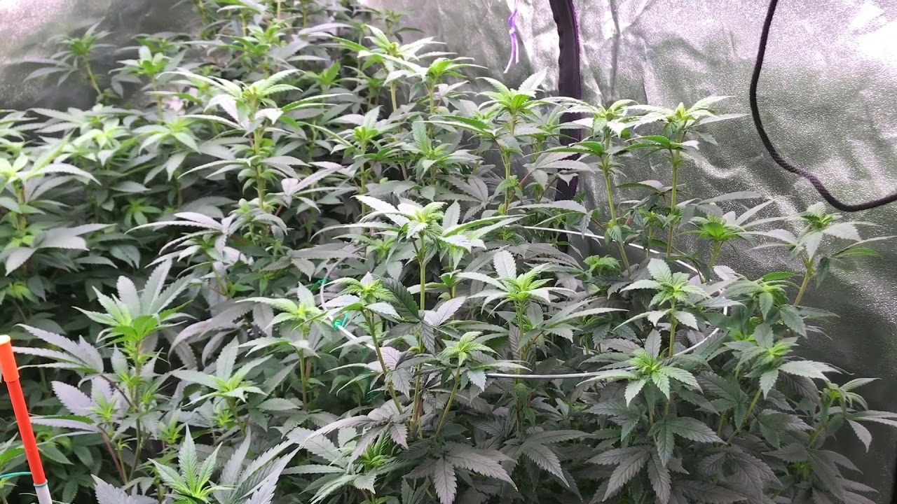 5x5 Tent Flowering - Mass Medical Strains - Week 1 Of Flowering