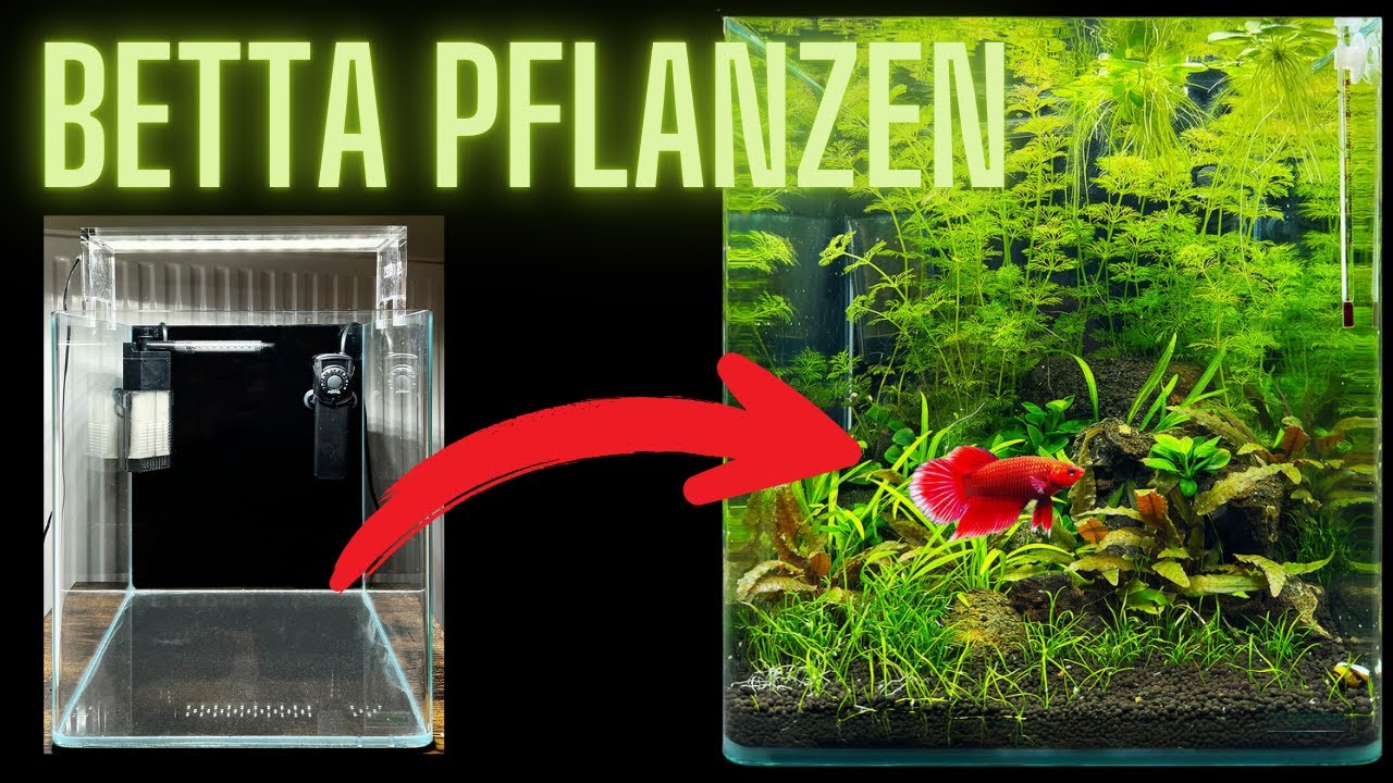 Betta Aquarium richtig bepflanzen | Kampffisch Pflanzen Komplettset aus In-Vitro Pflanzen