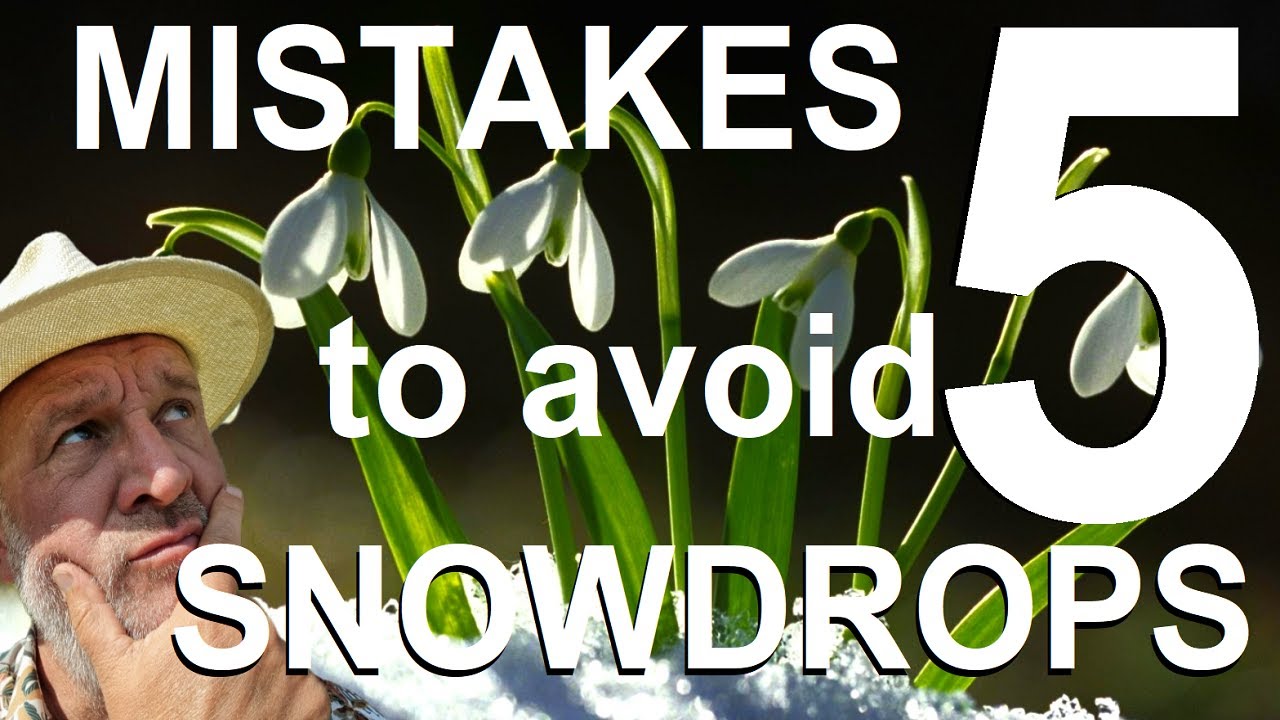 Five Mistakes to Avoid Growing Snowdrops - Galanthus