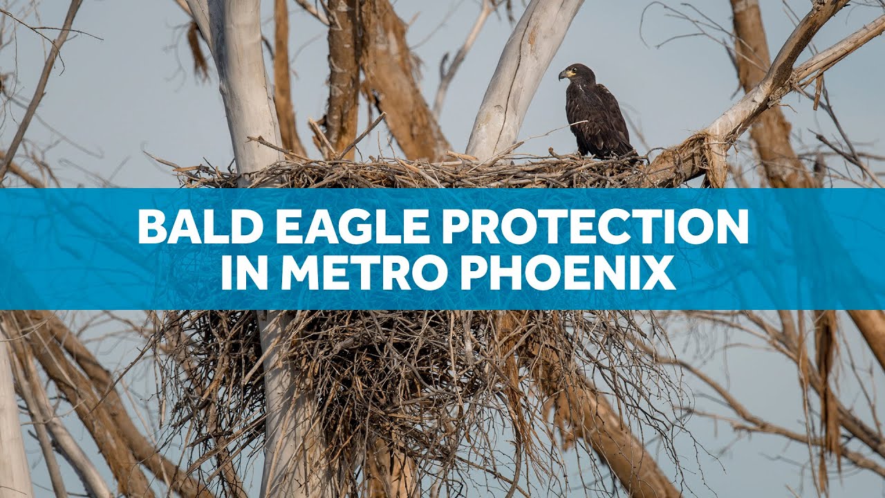 Bald eagle protection in metro Phoenix