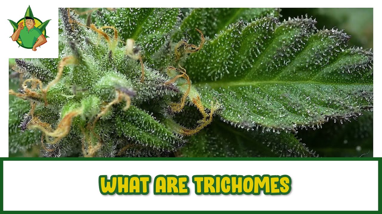Filipino Cannabis Guy - What are Trichomes?
