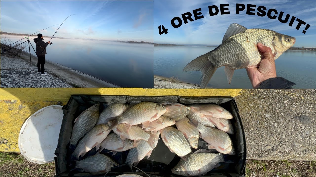 Trăsături AGRESIVE!! CARAȘI MARI intr-un timp scurt.  GREȘELILE pe care nu trebuie să le faci!!😱