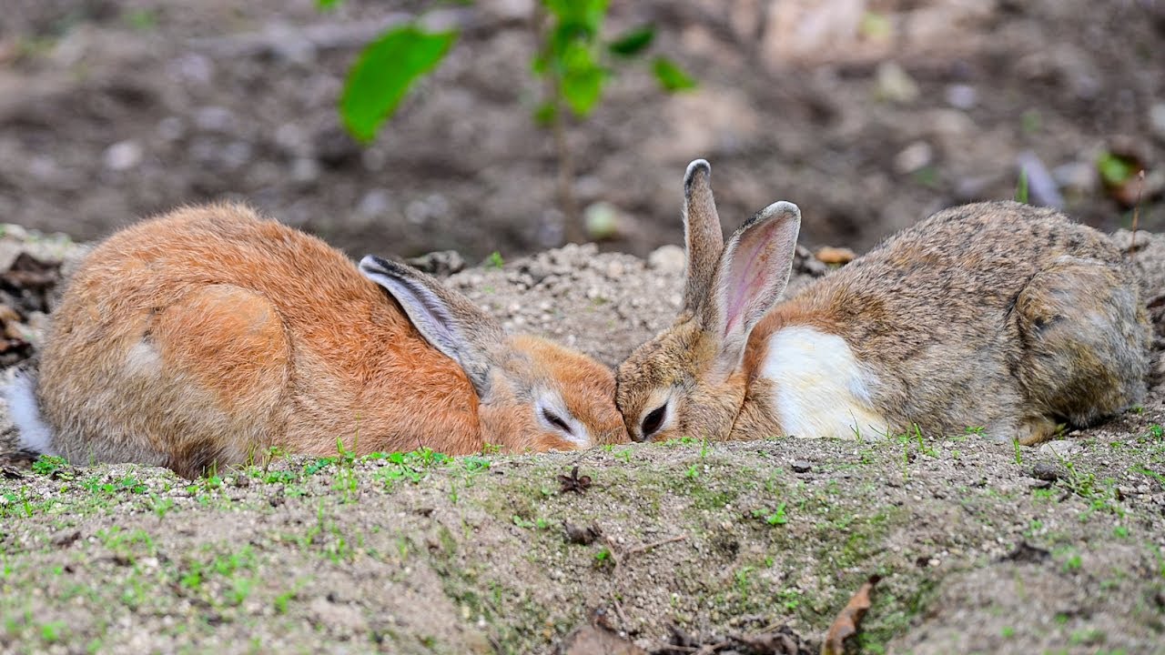 21 мин. Исцеления! Остров кроликов: Коллекция шокирующих поз для расслабления [ASMR]