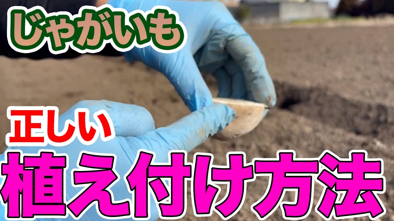 【じゃがいも】よく育つ正しい植え付け方法とは