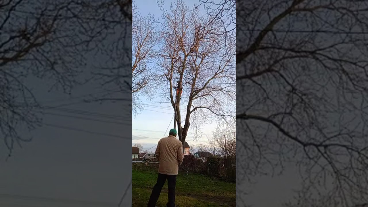 Кронування ання горіха у с. Корналовичі Самбірського району листопад 2025 року ч 1