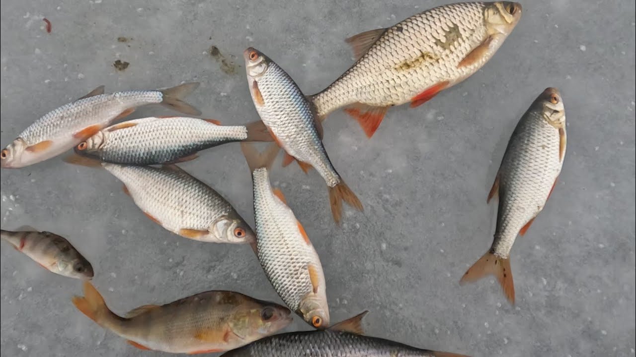 Пруд "Дибривный", Плотва, Щука, Окунь.