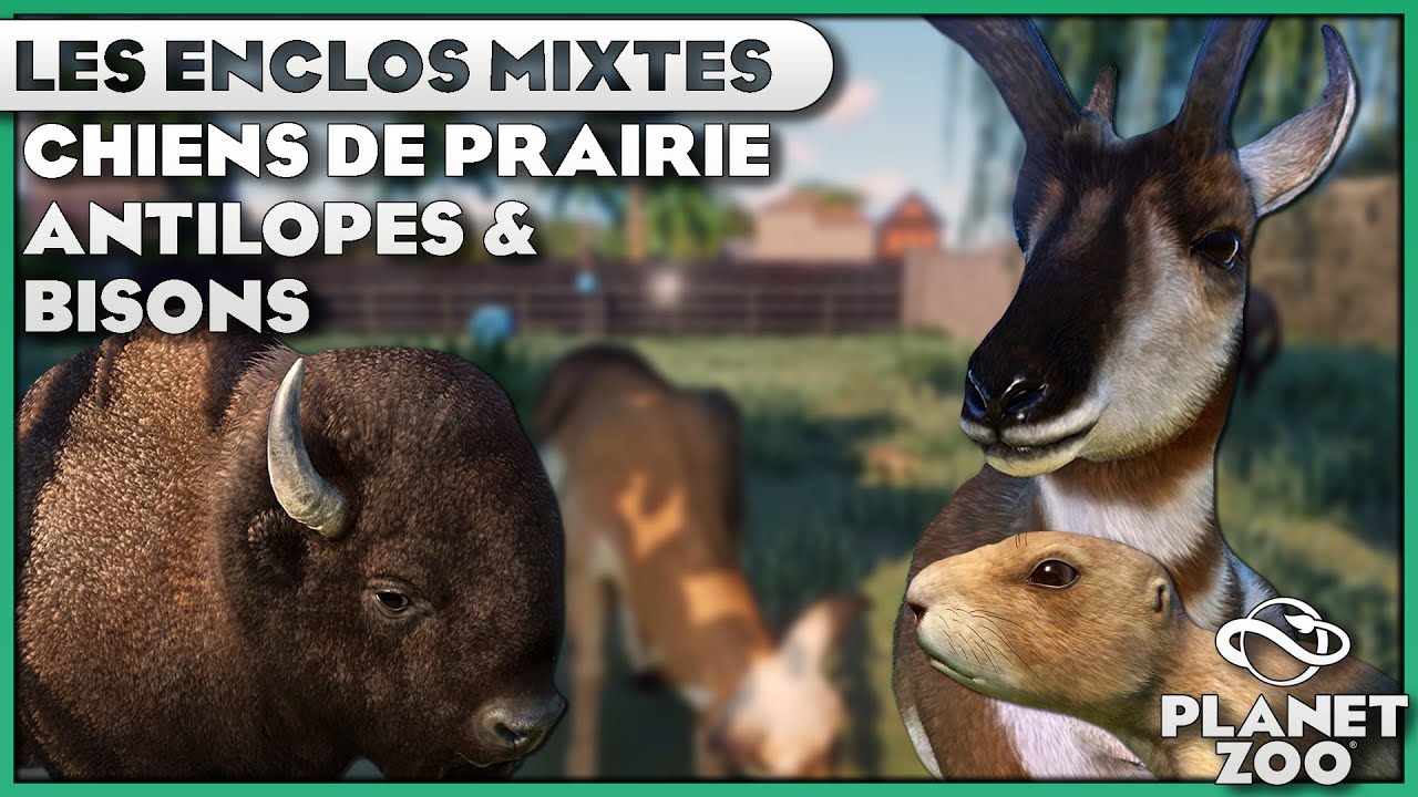 Bisons, Antilopes et Chiens de prairie | LES ENCLOS MIXTES : EPISODE 1 | PLANET ZOO