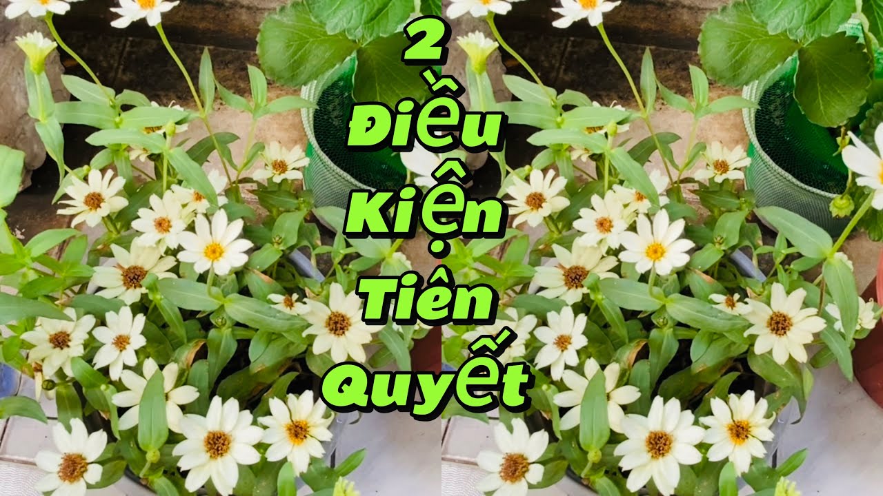 Mẹo giữ hoa tươi lâu bền màu trổ hoa mới nhiều sau Tết🎉.