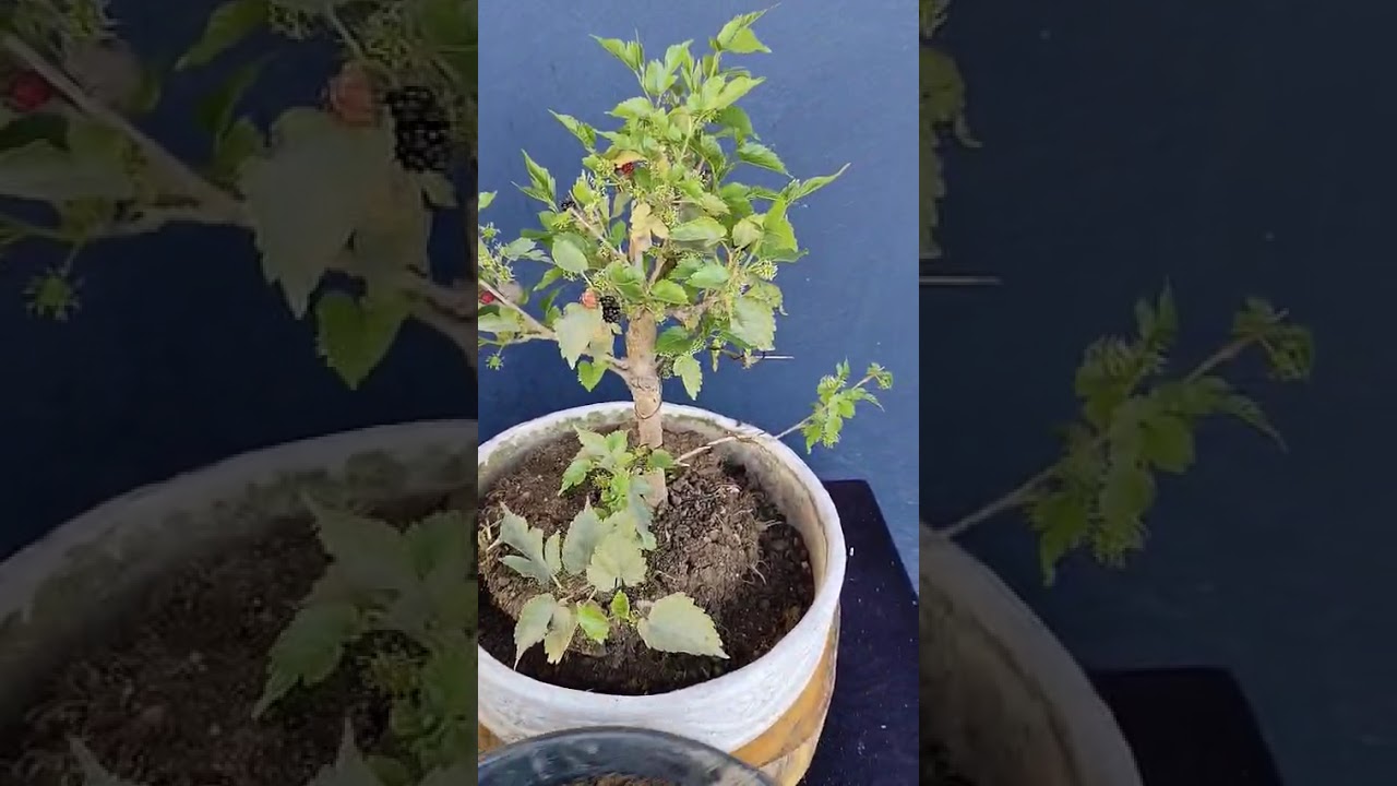 how to repot Mulberry bonsai