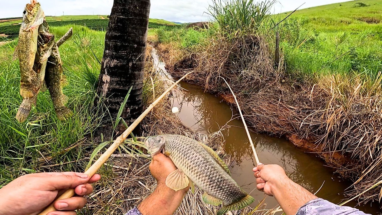 VARA DE BAMBU NO PEQUENO CÓRREGO PERSEGUINDO AS TRAIRAS!! Pescaria Caipira Raiz