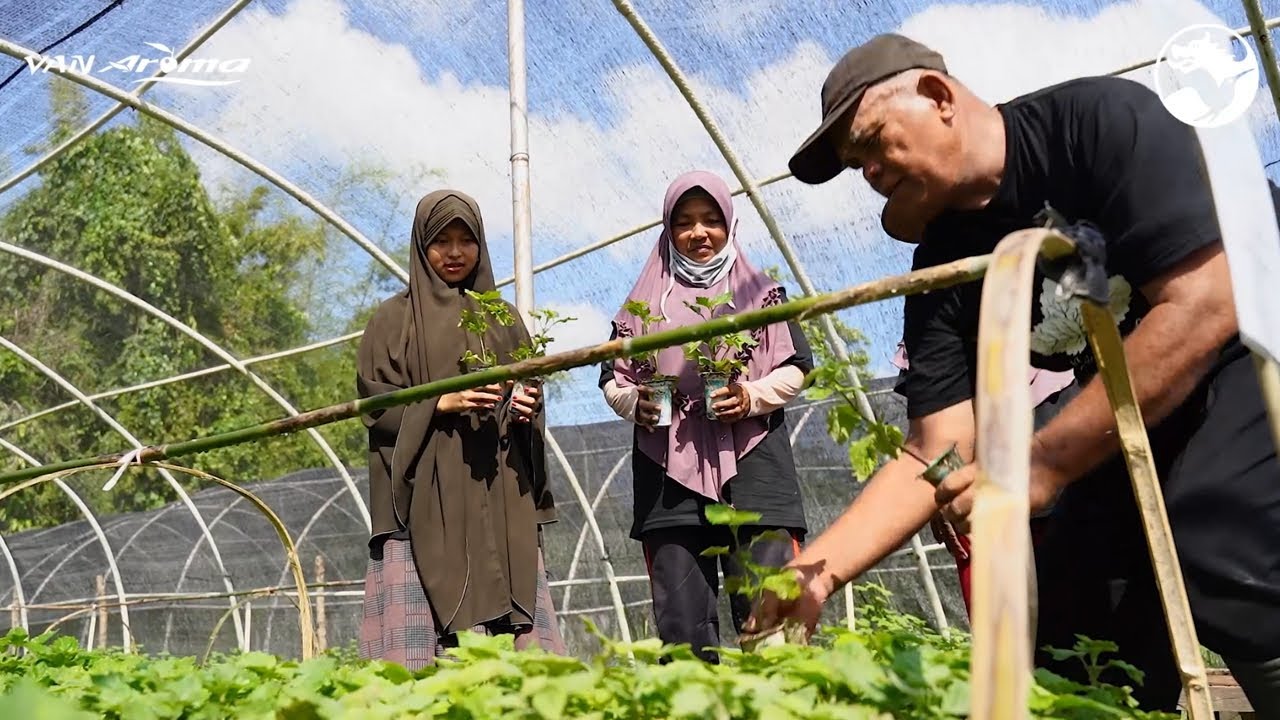 Symrise's patchouli sourcing