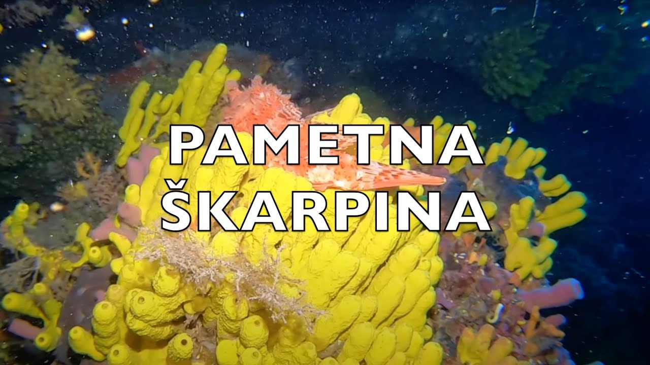 NEVJEROJATNO PAMETNA &Scaron;KARPINA