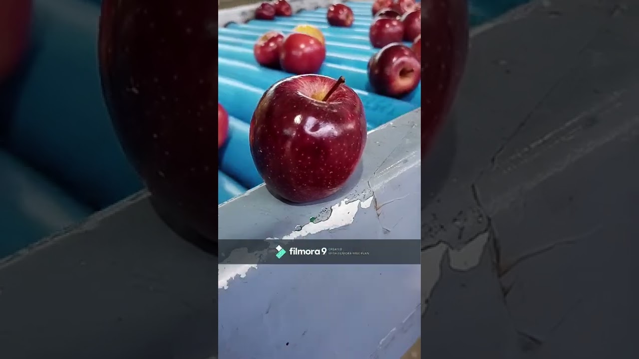 PACKING DE MANZANAS