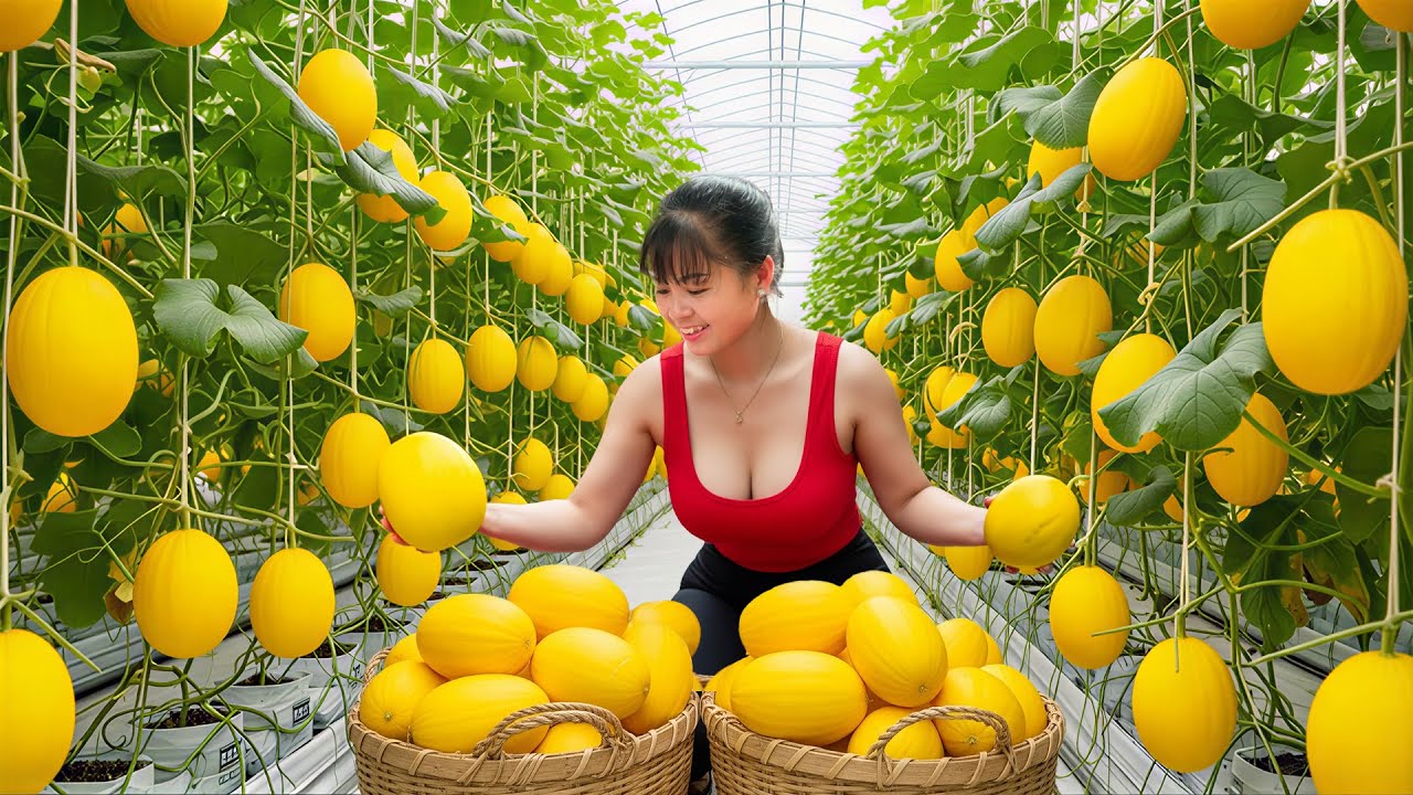 [TIMELAPSE] -- 365 Days Harvesting Organic Yellow Melons & Sweet Milk Melons, Bananas Go To Sell