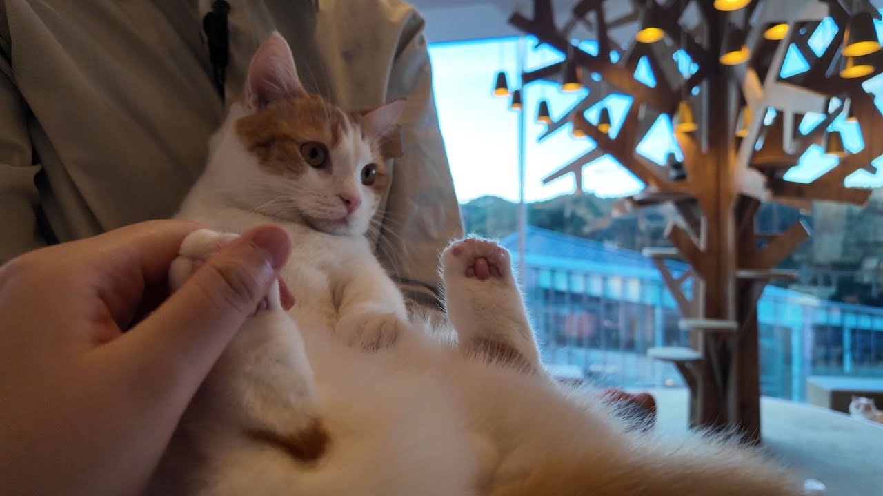 Harajuku's cat cafes😻 near Omotesando are a must-visit when traveling to Tokyo, Japan🗼