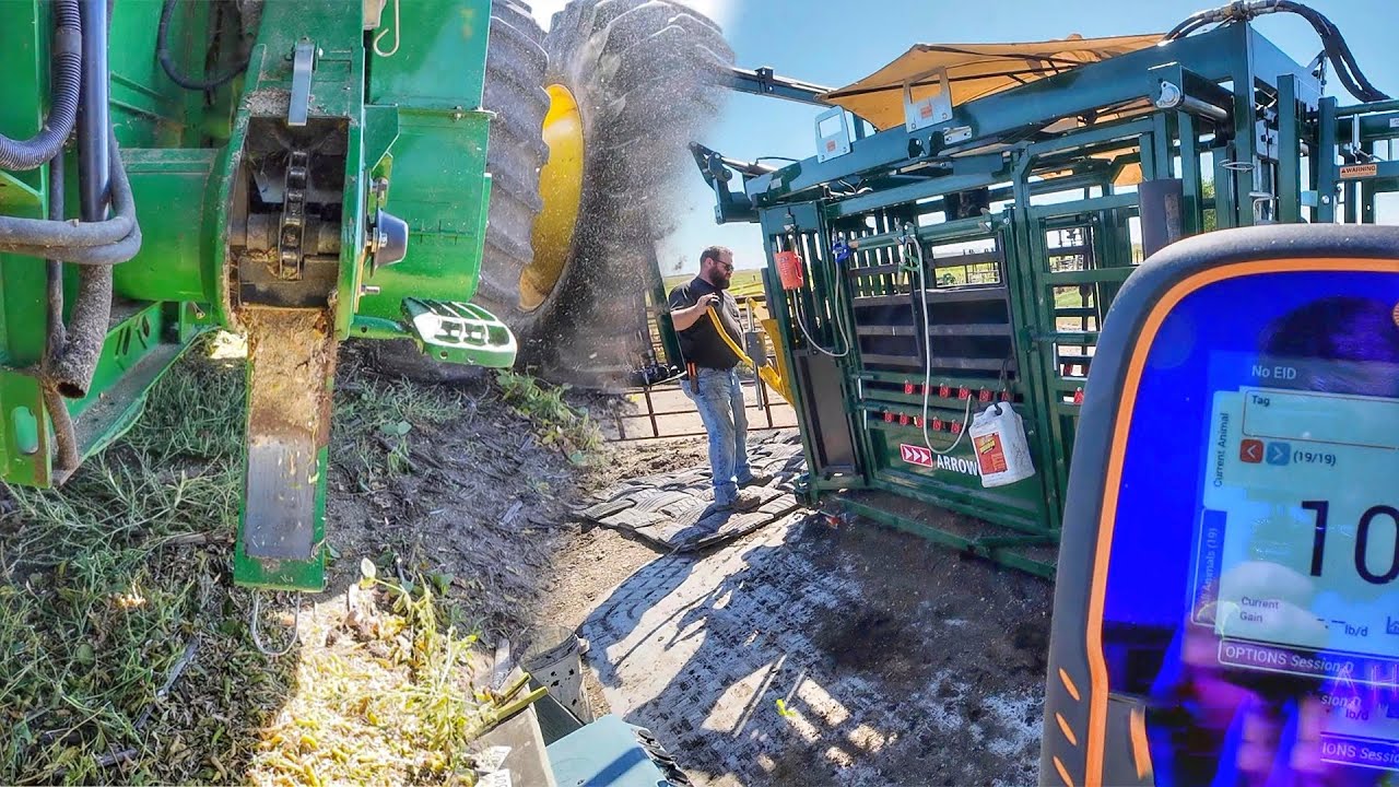 Manure, Ultra-sounding, Harvest Troubles