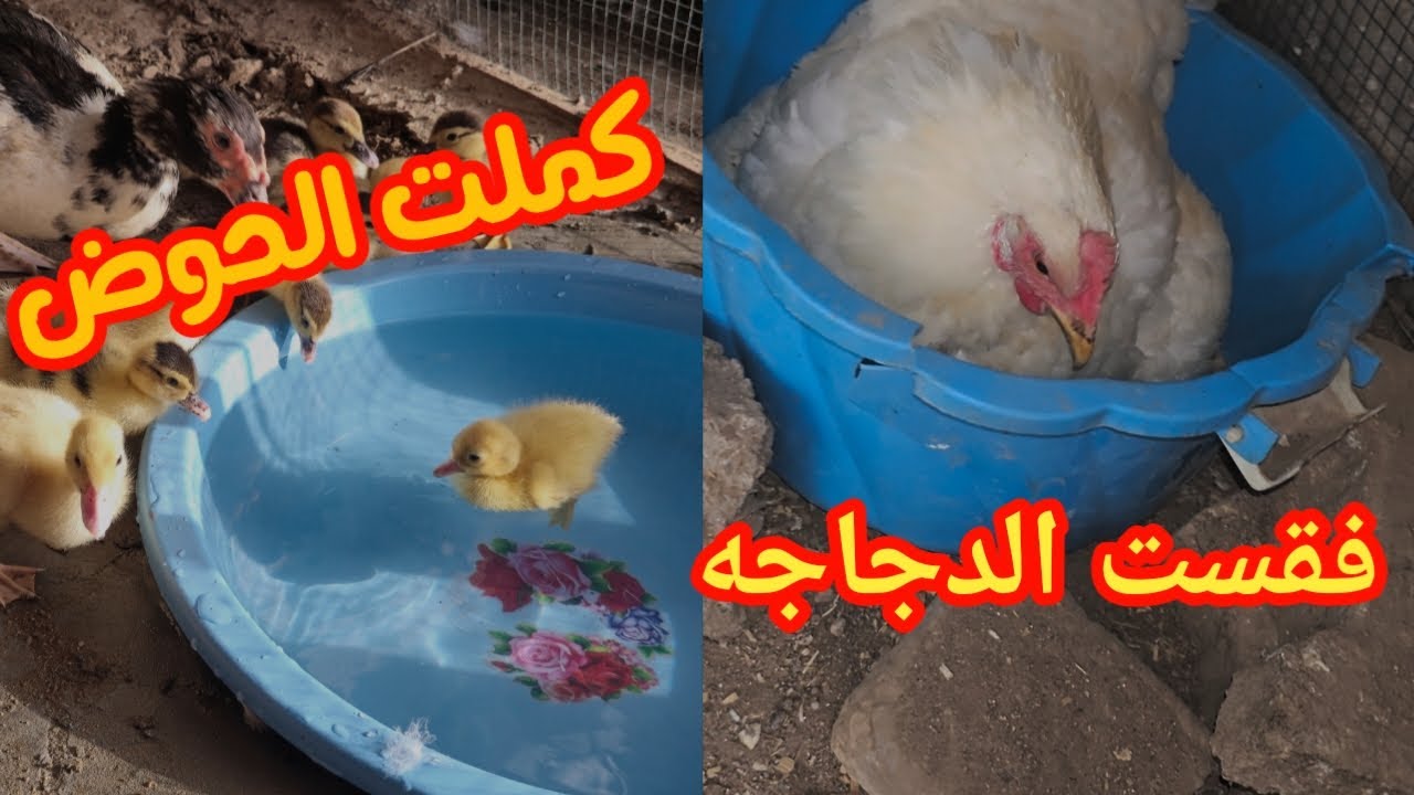 سوينه حوض للبشوش الزغار وفقست الدجاجه