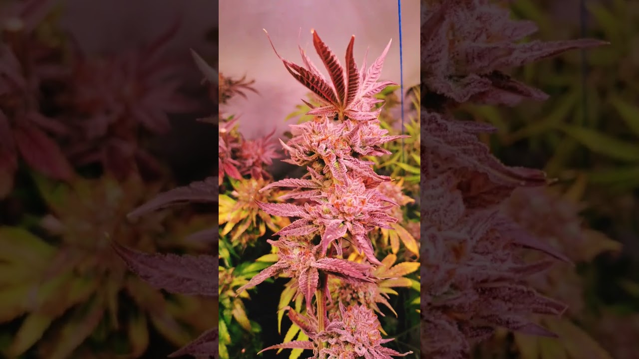 Studio54 by DeepEast & Doja - Ernte #grow #DeepEast #doja #cali #weed #anbauen