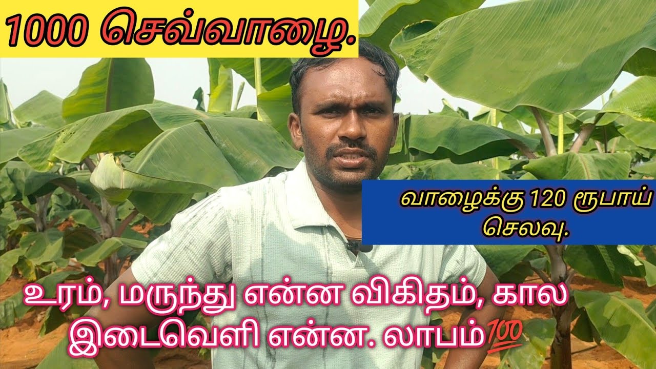 செவ்வாழைக்கான மருந்து உரம் நீர் பாய்ச்சும் முறை ஒரே காணொளியில் முழுதகவலும் #redbanana #bananatree💫