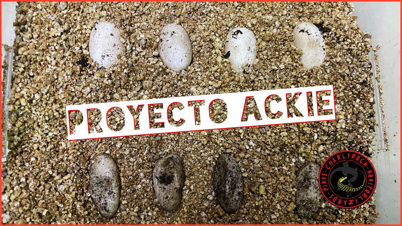 POR FIN!!! PUESTA EXITOSA DE VARANO ACKIE!! 🦎🦎🥚🥚🥚🥚🤘🏻