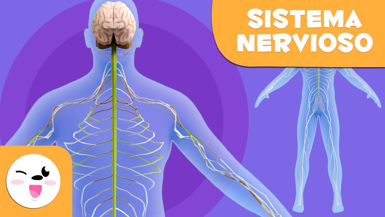 El Sistema Nervioso - El cuerpo humano para ni&ntilde;os