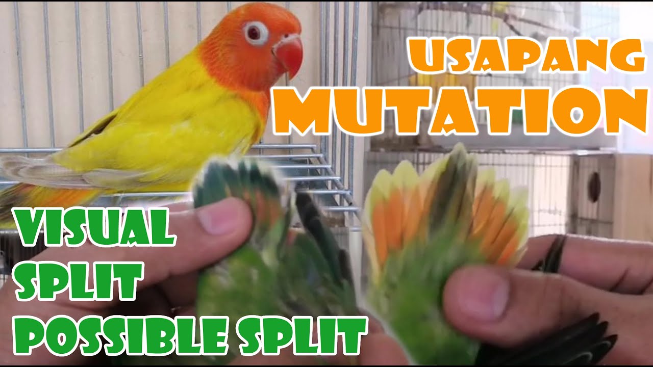USAPANG MUTATION, ANO ANG VISUAL, SPLIT AT POSSIBLE SPLIT
