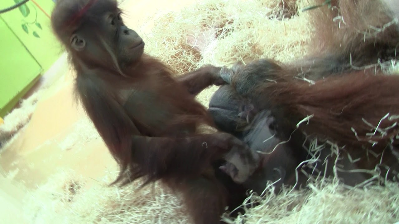 Orang Utan Matra und Quentin part 2