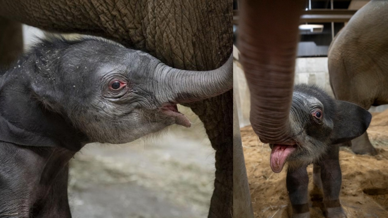 She’s Here! Adorable Baby Elephant Makes Her Debut At Columbus Zoo