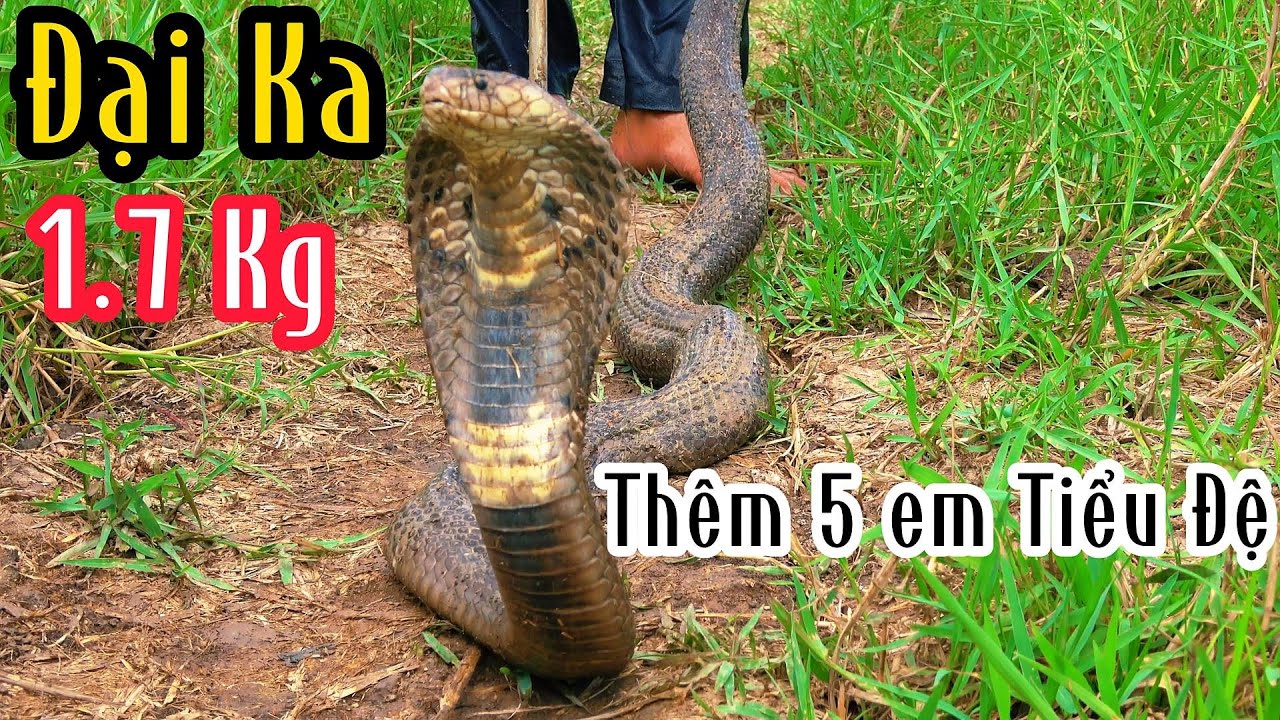 Càng Quét Tại Long An_ Một Mình Bảy Thảo Cân Hết 6 Con Rắn Hổ | Mười Thương SB
