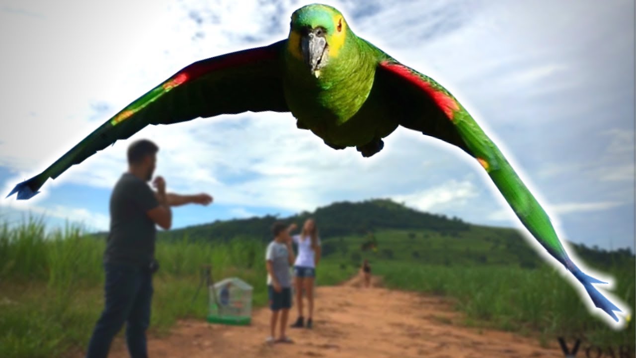 Vôo livre com papagaios verdadeiros