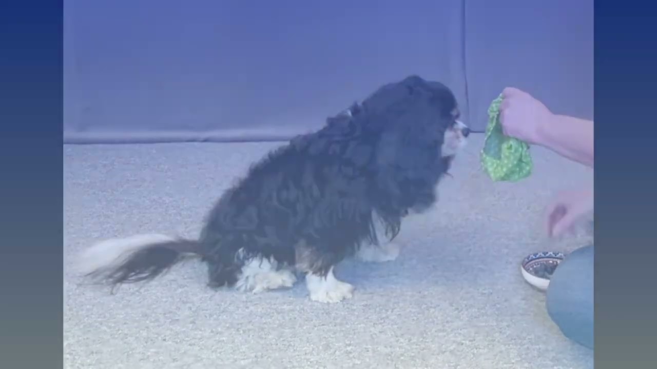 Cooperative Snood Training