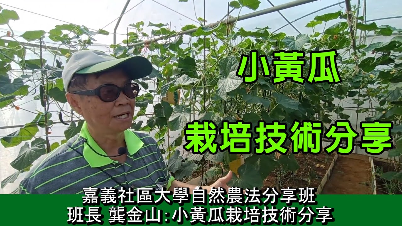 #嘉義社區大學自然農法分享班班長 #龔金山#小黃瓜栽培技術分享