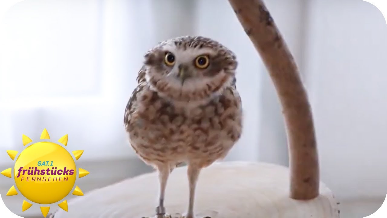 Ein tierischer Influencer - zu Besuch bei Kaninchenkauz Karma | SAT.1 Frühstücksfernsehen