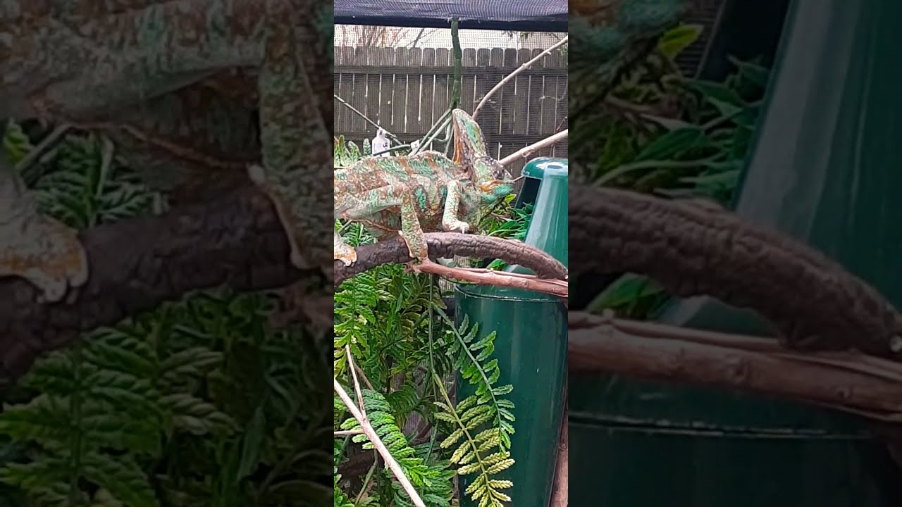CAMILO CAMALEON CALYPTRACTUS VELO tomando agua de un filtro - Chameleon drinking from water fountain