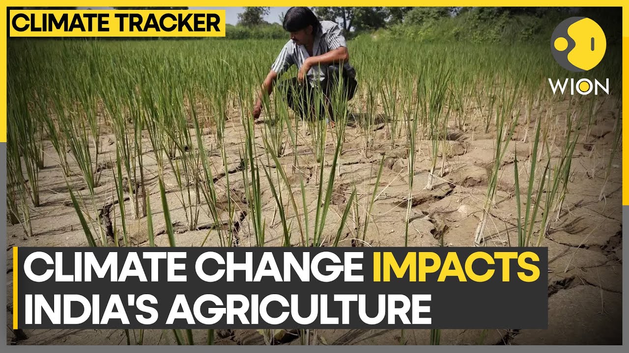 Inconsistent rain patterns led to crop loss, irregular growth | WION Climate Tracker | Latest News