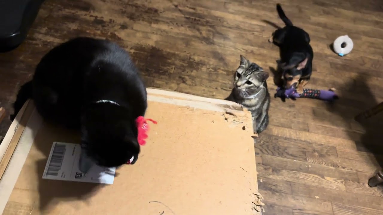 Lobster Smackdown & Squeaky Showdown 🦞🐾 | Lucifer & Bandet Bring the Chaos