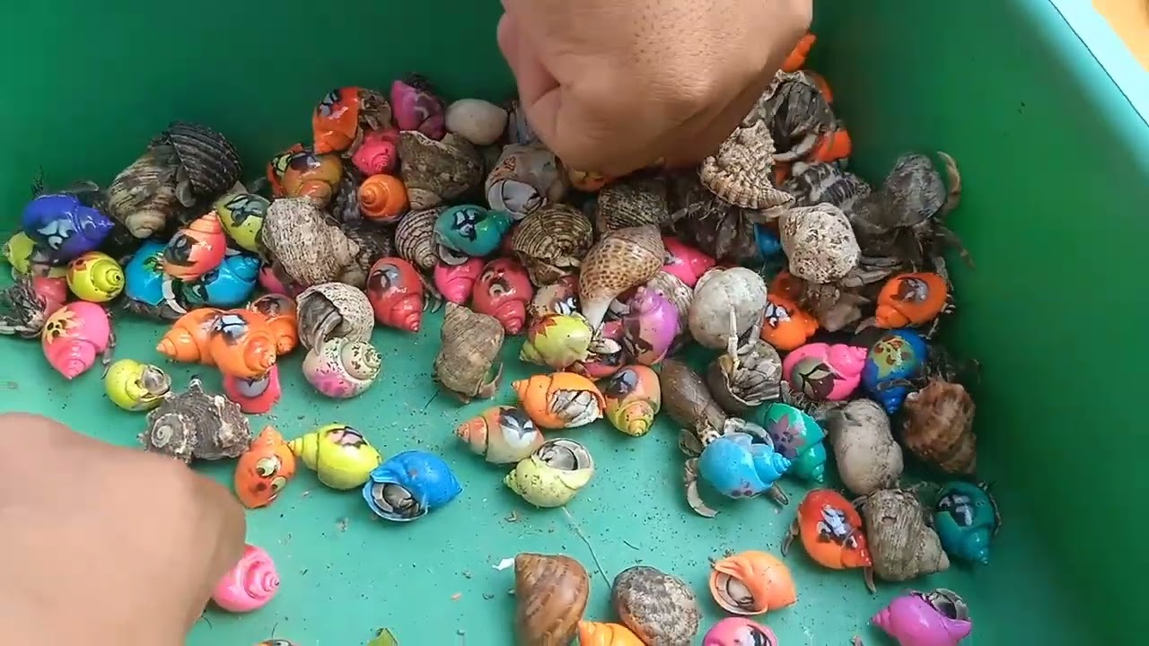 Catch puffer fish and hermit crabs, snails, slugs, eels, crabs, nemo fish, sharks, fish in the sea