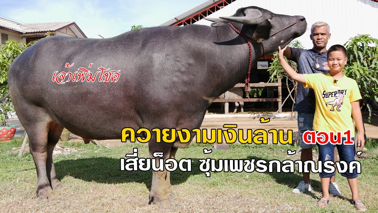 เลี้ยงควายงามควายไทย ตอน1 เจ้าเพิ่มโชค เสี่ยน็อต ซุ้มเพชรกล้าณรงค์ 0890188200 เต๋อพาเที่ยว