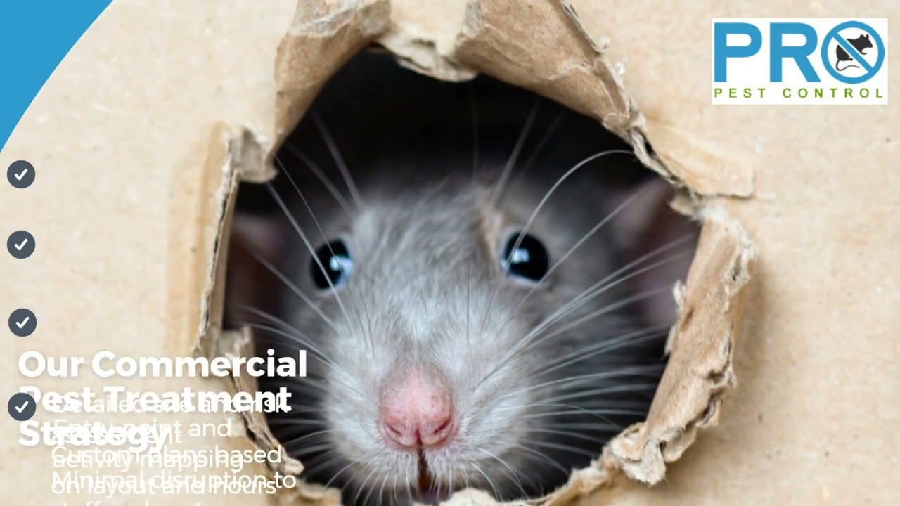Tailored Commercial Pest Treatment Plans in Sydney CBD for Compliant, Disruption-Free Businesses