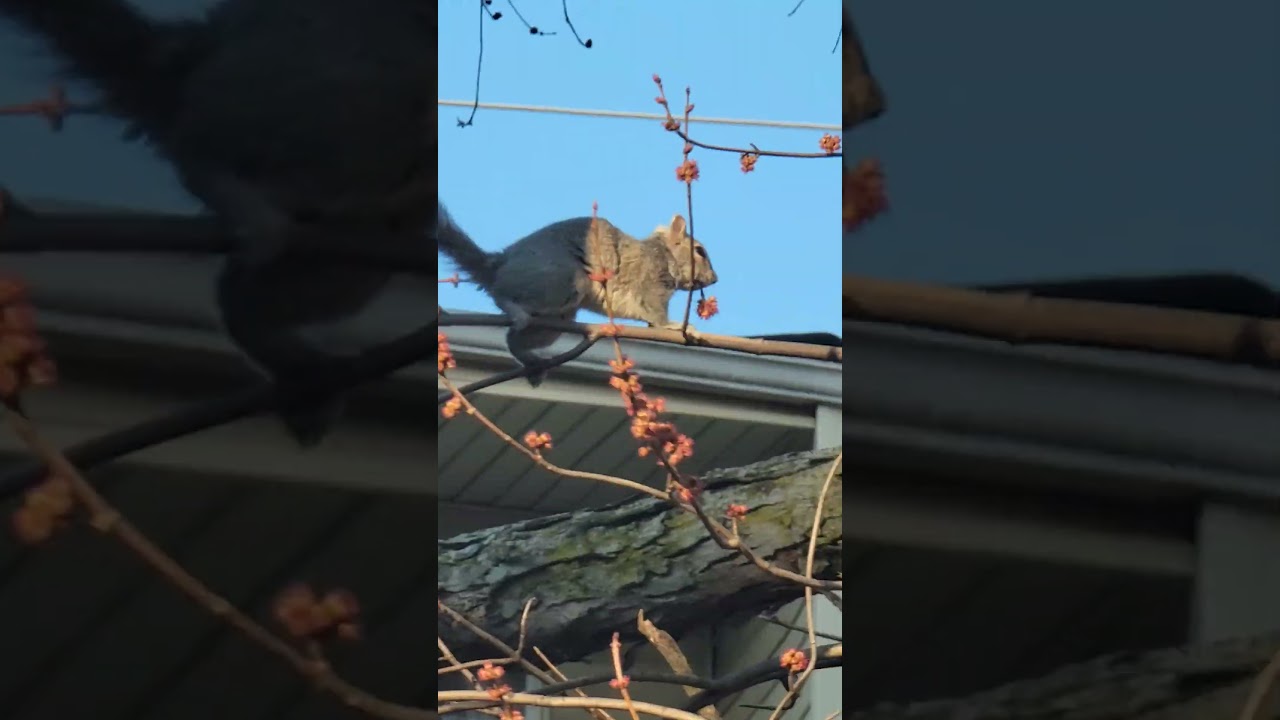 Squirrel snacking beautifully.