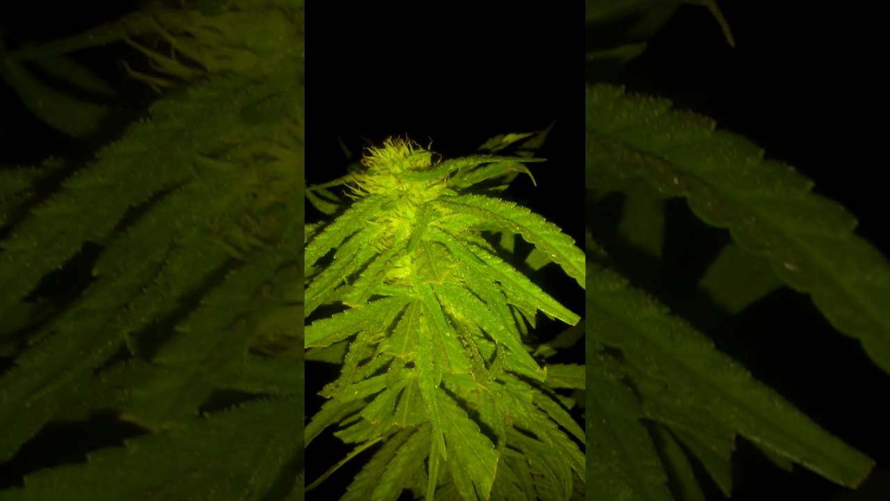 2016 outdoor grow
