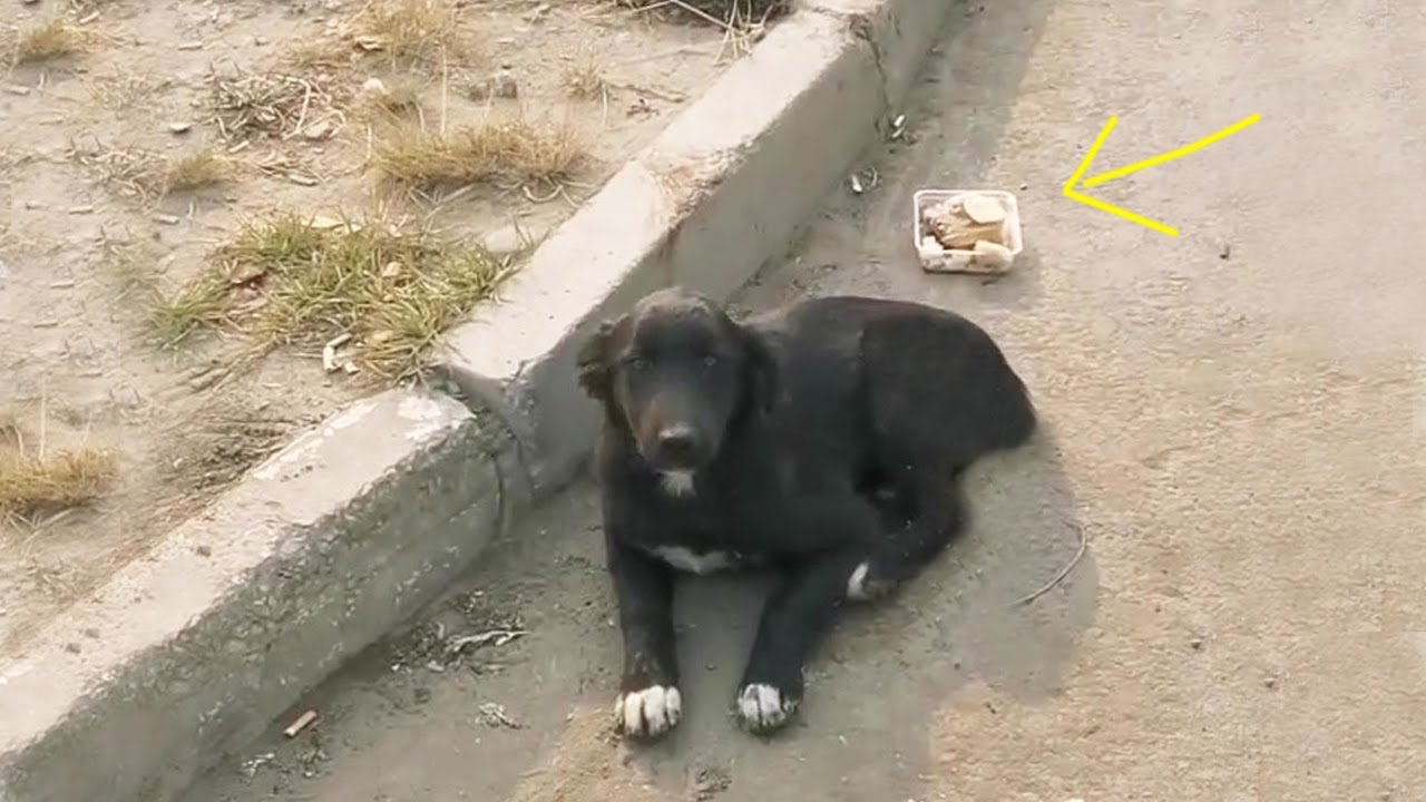 After the accident, they gave her some food and left her laid there in the sun