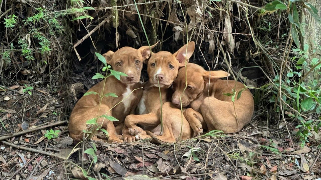 They hugged each other and cried a lot, after the owner dumped them in the middle of the forest.