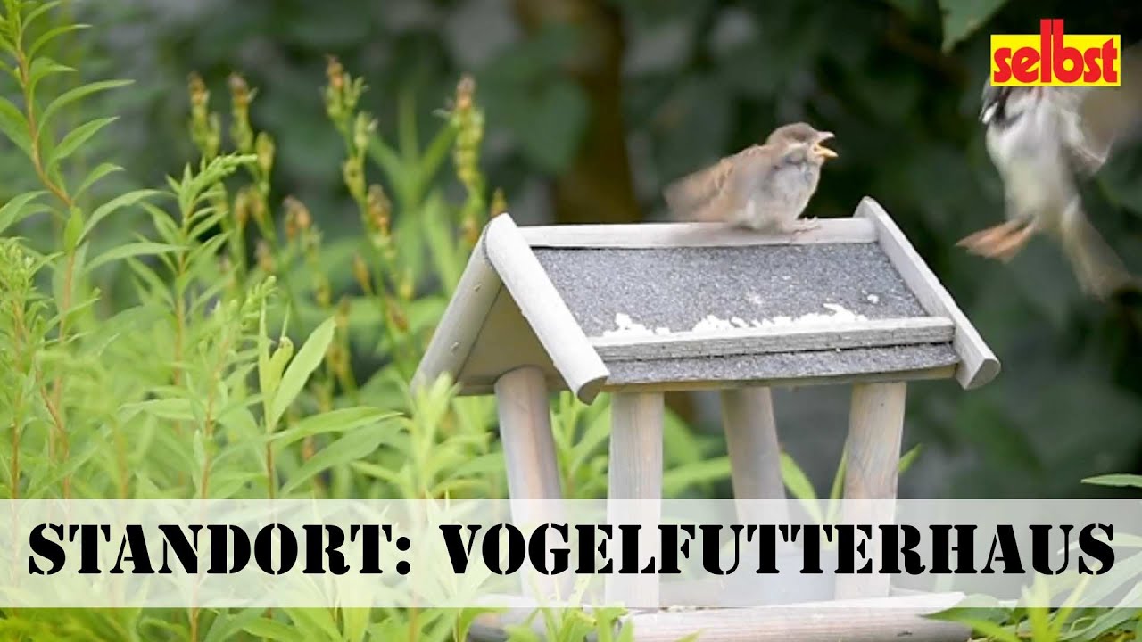 Vogelfutterhaus aufstellen