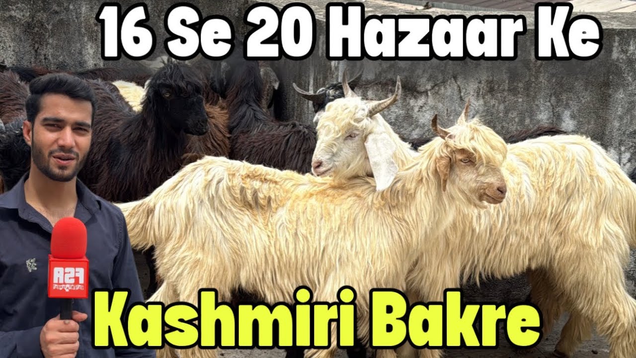 16 Se 20,00 Mein Kashmiri Goat Kids at Khan Goat Farm Pune 
